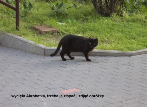 Obrazek
