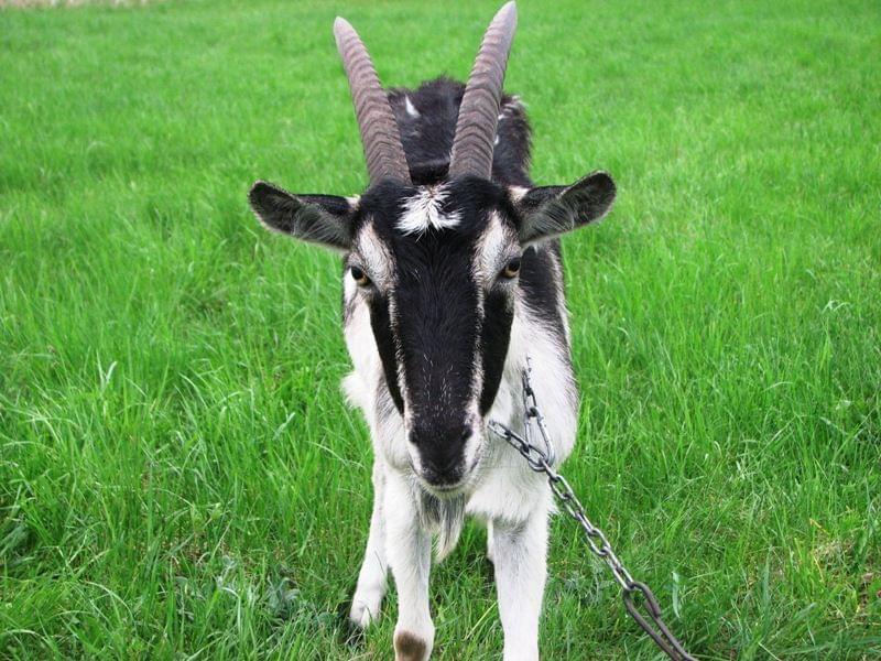 Obrazek
