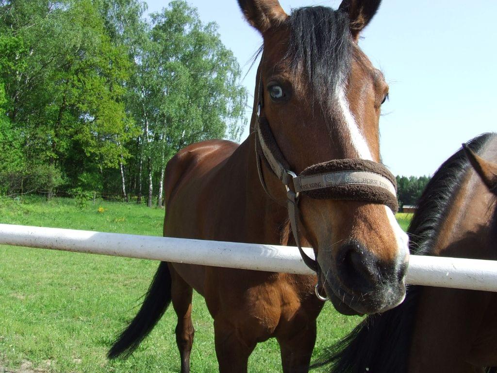 Obrazek