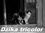 Obrazek
