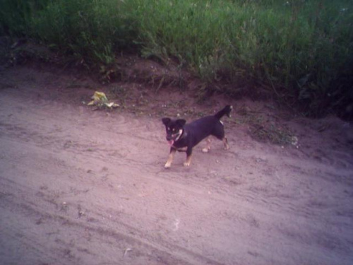Obrazek