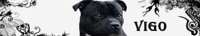 VIGO- Staffordshire Bull Terrier