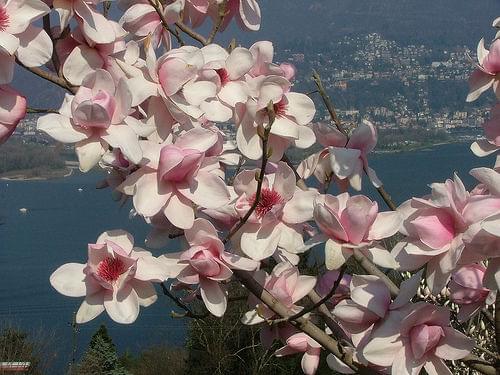  magnolia IOLANTHE 7....jpg Fotki Zdjęcia Obrazki