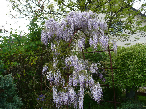 Wisteria-Glicynia