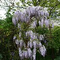 Wisteria-Glicynia