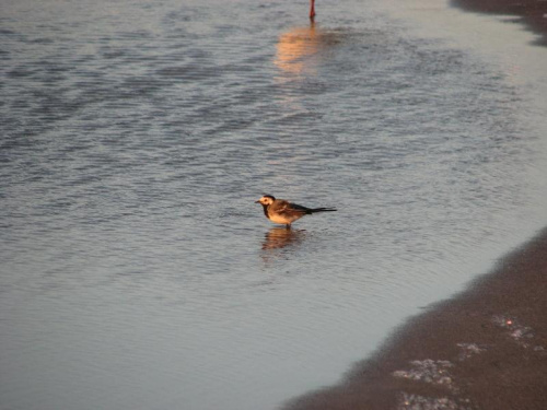 Pliszka siwa (Motacilla alba)