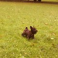 piesie #jfkjgf