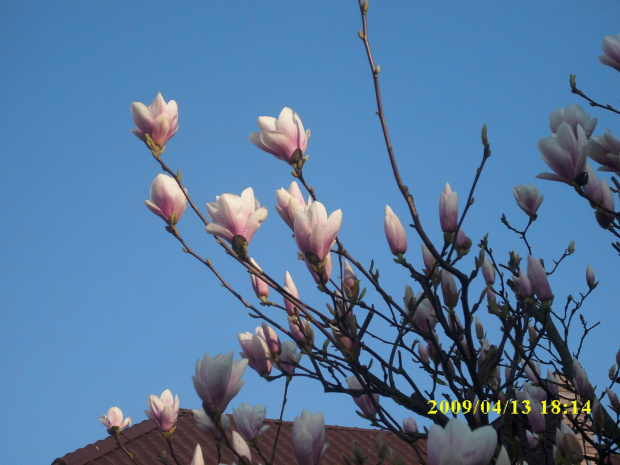 no i w końcu..tegoroczne magnolie 2009