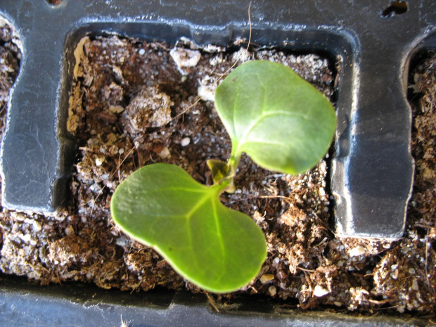 Dziwaczek
(Mirabilis jalapa)