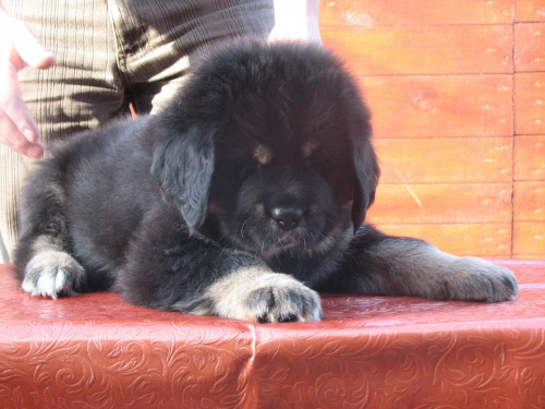 Ambu - niebieski chłopczyl #psy #SzczeniakiMastifaTybetańskiego #MastifTybetański