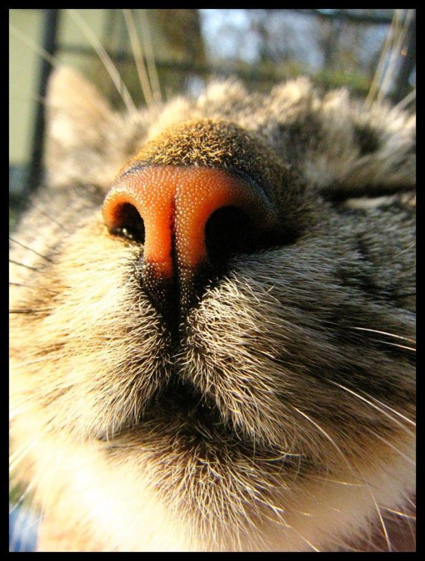 może buziaka od kociaka? :))))))