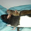 4 you #rat #rats #szczur #szczury