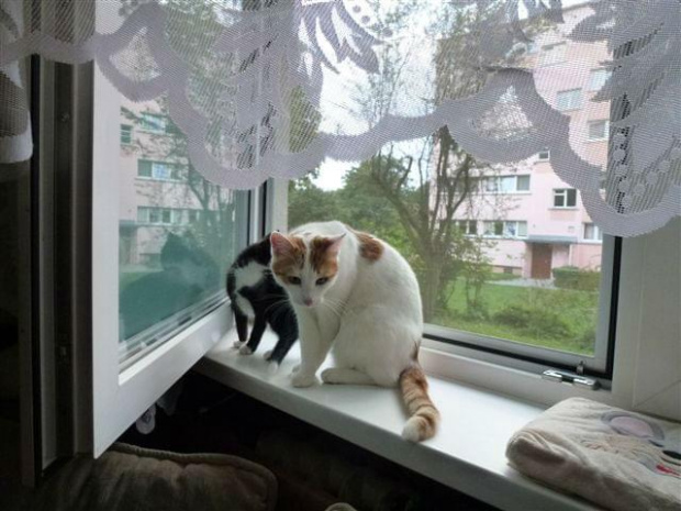 Fikus