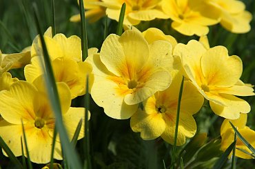 #Bralin #wiosna #kwiaty #bratki