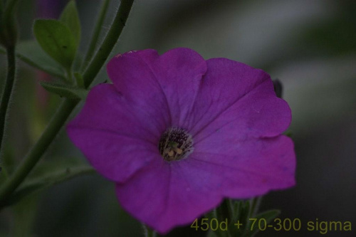 canon 450d + sigma dg 70-300 macro