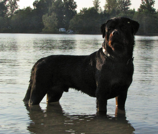 Amigo 2011-08-18 #amigo #psy #rottweiler