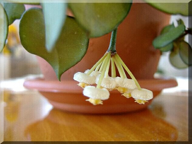 Hoya lacunosa serduszkowa