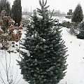 Dziesięcioletnia Abies lasiocarpa `Compacta` w zimie