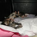 Koty do adopcji #adopcja #adopcje #Gliwice #kocięta #kot #kotki #koty #pomoc #przygarnę #schronisko #zaadoptuję #zwierzęta