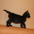 Koty do adopcji #adopcja #adopcje #Gliwice #kocięta #kot #kotki #koty #pomoc #przygarnę #schronisko #zaadoptuję #zwierzęta