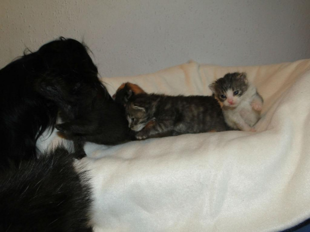 Koty do adopcji #adopcja #adopcje #Gliwice #kocięta #kot #kotki #koty #pomoc #przygarnę #schronisko #zaadoptuję #zwierzęta