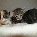 Koty do adopcji #adopcja #adopcje #Gliwice #kocięta #kot #kotki #koty #pomoc #przygarnę #schronisko #zaadoptuję #zwierzęta