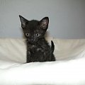 Koty do adopcji #adopcja #adopcje #Gliwice #kocięta #kot #kotki #koty #pomoc #przygarnę #schronisko #zaadoptuję #zwierzęta