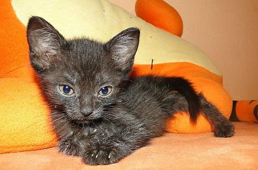 Koty do adopcji #adopcja #adopcje #Gliwice #kocięta #kot #kotki #koty #pomoc #przygarnę #schronisko #zaadoptuję #zwierzęta