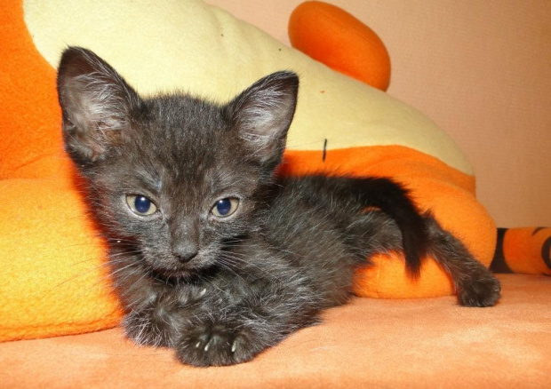Koty do adopcji #adopcja #adopcje #Gliwice #kocięta #kot #kotki #koty #pomoc #przygarnę #schronisko #zaadoptuję #zwierzęta
