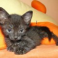 Koty do adopcji #adopcja #adopcje #Gliwice #kocięta #kot #kotki #koty #pomoc #przygarnę #schronisko #zaadoptuję #zwierzęta