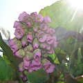 Bergenia