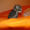 Koty do adopcji #adopcja #adopcje #Gliwice #kocięta #kot #kotki #koty #pomoc #przygarnę #schronisko #zaadoptuję #zwierzęta