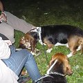 Lipiny 2011
