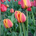 tulipany ciąg dalszy #tulipan #kwiat