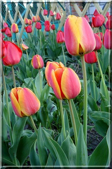 tulipany ciąg dalszy #tulipan #kwiat