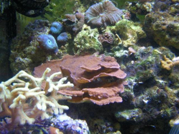 Monitopora talerzowa