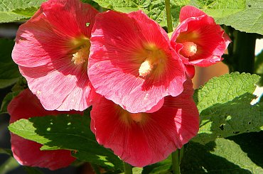 Żarnowiec-z parku Marii Konopnickiej
http://www.muzeumzarnowiec.pl/ #malwy #kwiaty #ogród