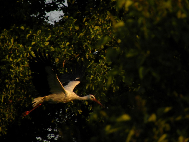 Podlasie 2011