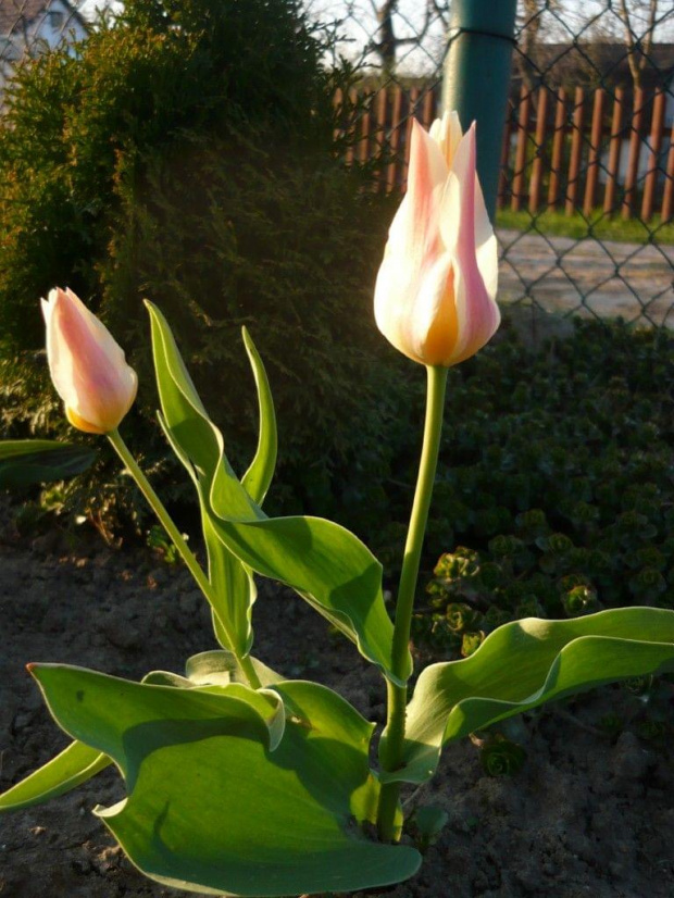 tulipany