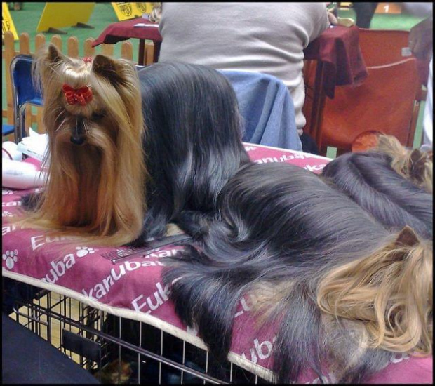 Yorkshire Terrier