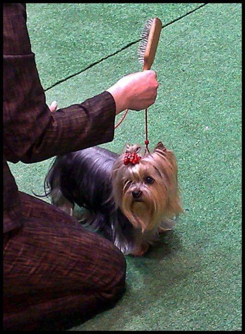 Yorkshire Terrier