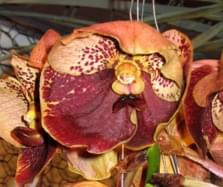 vanda sanderiana