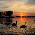 #Ostróda #Mazury #jezioro #ZachódSłońca #łabędzie