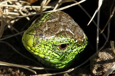 jaszczurka #jaszczurka #makro #warka #plener