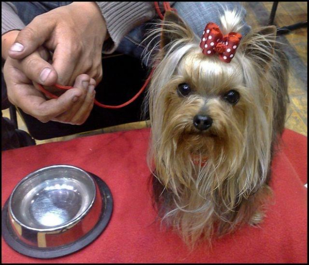 Yorkshire Terrier