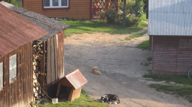 "Moli" pieski po cmoknięciu