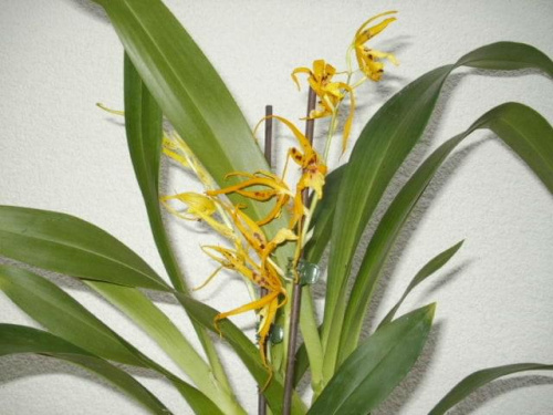 brassia