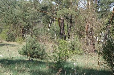 PZK #łąka #pzk #trawa #chwast