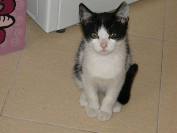 Koty do adopcji #adopcja #adopcje #Gliwice #kocięta #kot #kotki #koty #pomoc #przygarnę #schronisko #zaadoptuję #zwierzęta