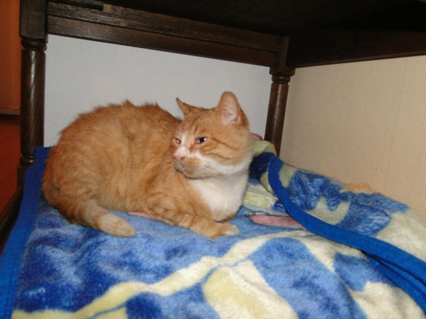 Koty do adopcji #adopcja #adopcje #Gliwice #kocięta #kot #kotki #koty #pomoc #przygarnę #schronisko #zaadoptuję #zwierzęta